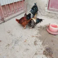 خروس فروشی گلین ومحلی|حیوانات مزرعه|کنگاور, |دیوار