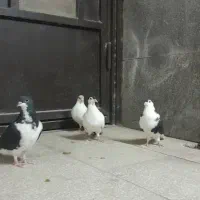 کفتر کبوتر پلاس