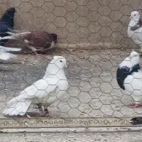 کبوتر|پرنده|تهران, امیریه|دیوار