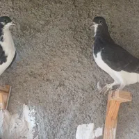 ساده سیاه|پرنده|ملکآباد, |دیوار