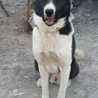سگ نگهبان