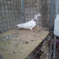 کفتر پرشی بازی دار