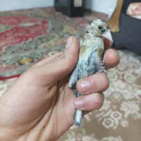 سهره تبریزی بخون همه نر هستن وروبه اتمامی از لکک|پرنده|شوشتر, |دیوار