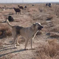 توله سگ سرابی سه ونیم ماهه