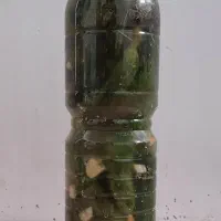 خیارشور نوبرانه همدان
