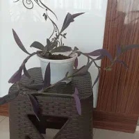 گل طبیعی|گل و گیاه طبیعی|مشهد, گلبرگ شمالی|دیوار