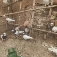 طوقی کبوتر.