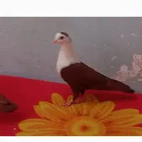 مخمل سرخ ماده رنگ خون  خون