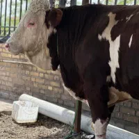 ذبح گاو گوسفند گوساله حرفه ای سلاخ سلاخی قصاب|خدمات پذیرایی، مراسم|زنجان, |دیوار