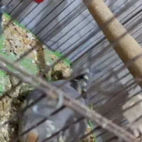 عروس هلندی ماده اماده