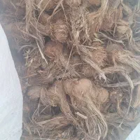 پیاز زعفران