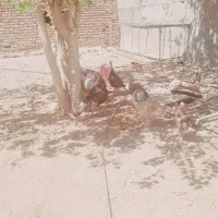 مگاپود بوقلمون