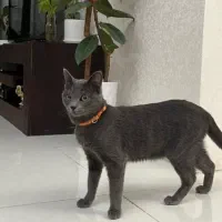 گربه