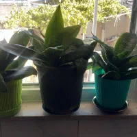 گل های زینتی