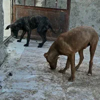 توله سگ بیتبول|سگ|زاهدان, |دیوار