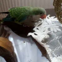 طوطی راهب ۴۵روزه|پرنده|تبریز, |دیوار