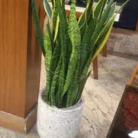 وسایل تزئینی