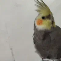 عروس هلندی|پرنده|خاش, |دیوار