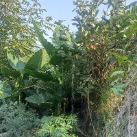 گل بابا ادم جاینت تنه دار|گل و گیاه طبیعی|کتالم و سادات شهر, |دیوار