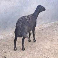 میش قزل افشار ابستن