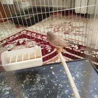 فنچ کینگ بلک بادی مولد با جوجه