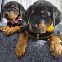 روتوایلر ماده|سگ|رشت, منظریه|دیوار