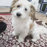 سگ پاکوتاه