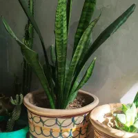 گل سانسوریا چند ساله