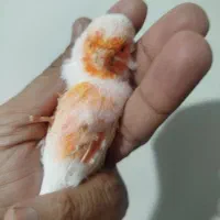 دو جفت قناری موزاییکی