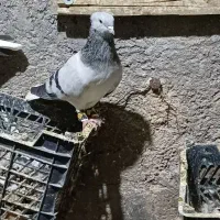 کفتر|پرنده|اهواز, پردیس|دیوار