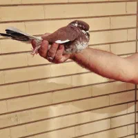 کفتر پرشی ساعتی