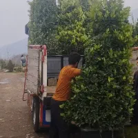 حمل بار ایسوزو و خاور