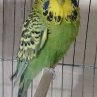 مرغ عشق انگلیسی نر|پرنده|ری, صفاییه (چشمه علی)|دیوار