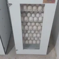 دستگاه جوجه کشی هدایت