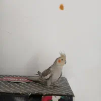 عروس سخنگو عالی