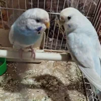 مرغ عشق  انگلیسی و جفت مرغ عشق|پرنده|مشهد, شهرک رازی (شهرک غرب)|دیوار