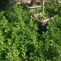 خدمات باغبانی|خدمات باغبانی و درختکاری|قم, پردیسان|دیوار