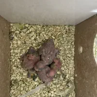 مرغ عشق|پرنده|مشهد, مشکینی (شهرک غرب)|دیوار