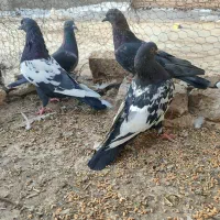 سینه ای نابلد