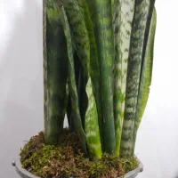 سانسوریا|گل و گیاه طبیعی|قوچان, |دیوار