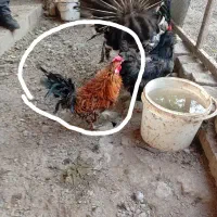 مرغ و خروس بلژیکی