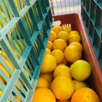 پرتقال تامسون خونی