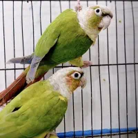 طوطی گرینچیک|پرنده|قشم, |دیوار