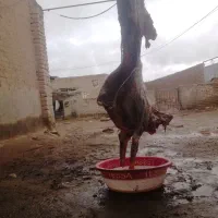 گوشت گوسفند تمیز سالم