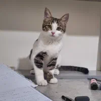 گربه