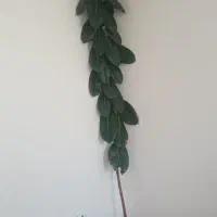 گل طبیعی فیکوس