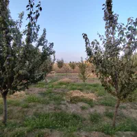 باغ-میوه