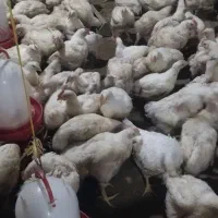 بیوتی ۶ گوشتی فوق سنگین سن ۴۰روزه و یک روزه