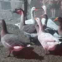 فروش فوری قوغاز وبوقلمون خروس لهستانی وسگ نر|حیوانات مزرعه|قنوات, |دیوار