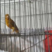 قناری سوخته|پرنده|امیدیه, |دیوار